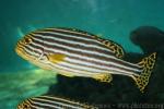 Indian Ocean oriental sweetlips