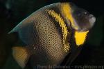 Cortez angelfish *