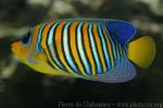 Regal angelfish *