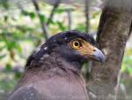 Crested serpent-eagle *