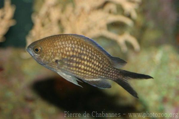 Damselfish