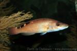 Cuckoo wrasse