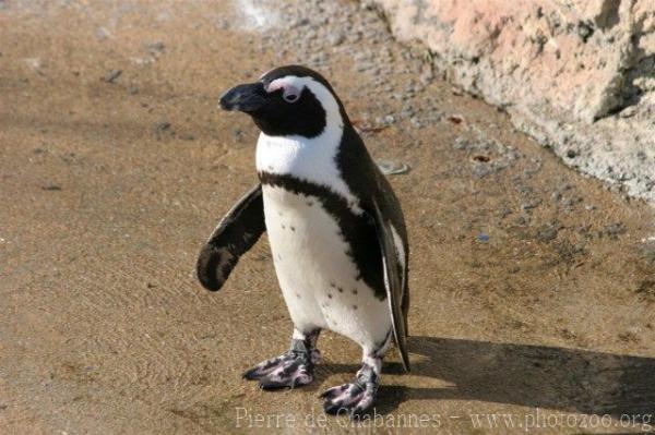 African penguin