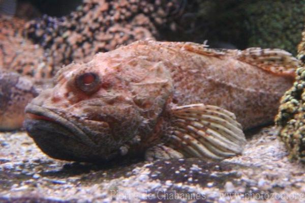 Red scorpionfish