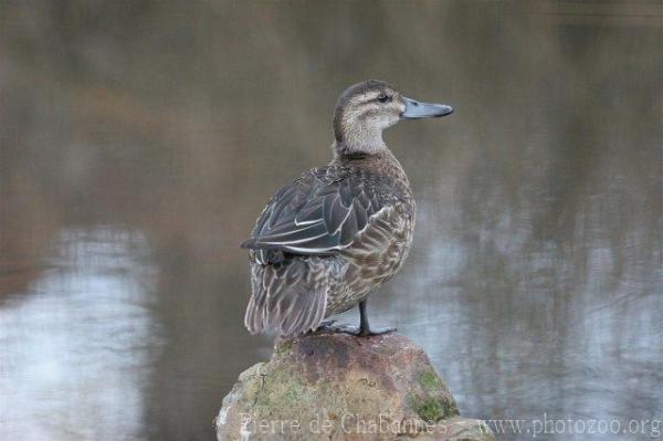 Garganey