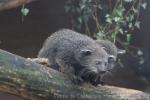 Common binturong