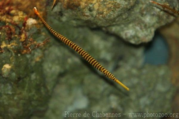 Yellowbanded pipefish