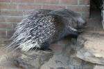 Cape porcupine