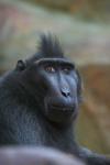 Celebes crested macaque