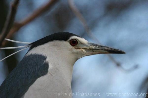 Black-crowned night-heron