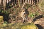 Ethiopian klipspringer *