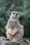 Slender-tailed meerkat