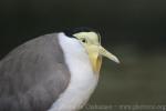 Masked lapwing