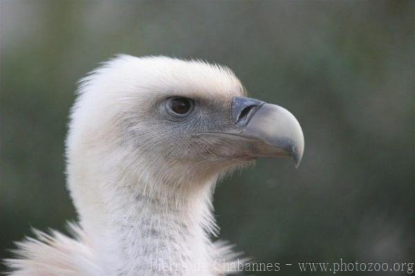 Eurasian griffon