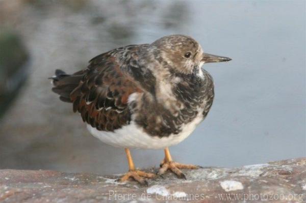 Ruddy turnstone