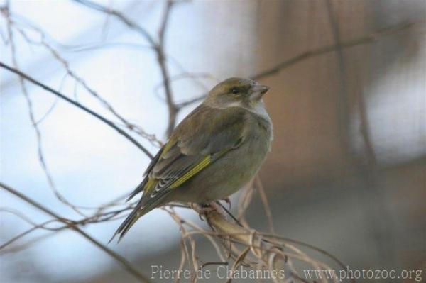 European greenfinch