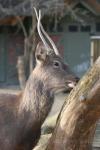 Dybowski's sika deer