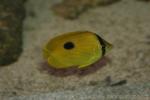 Zanzibar butterflyfish *