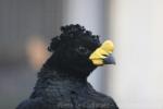 Yellow-knobbed curassow