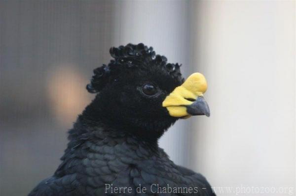 Yellow-knobbed curassow