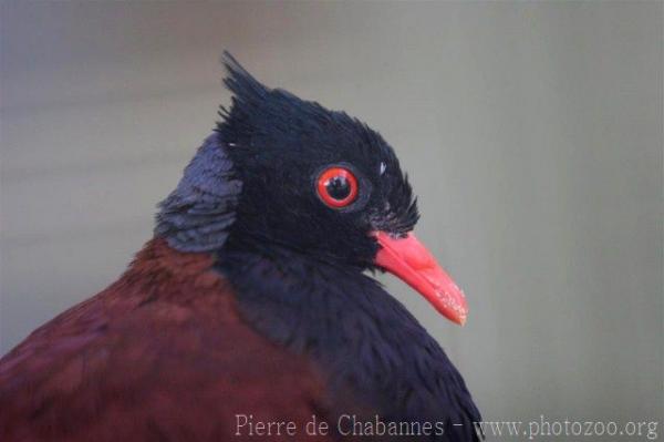 Green-naped pheasant pigeon