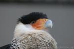 Crested caracara