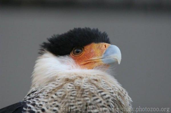 Crested caracara