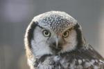 Northern hawk-owl