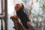 Golden-headed lion tamarin