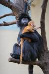 Eastern javan langur