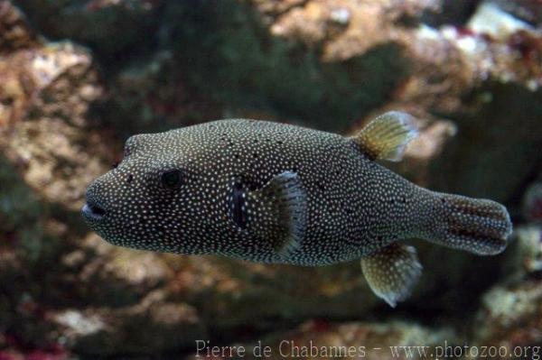 Guineafowl puffer