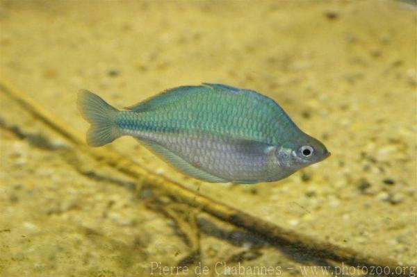 Lake Kutubu rainbowfish