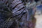 Red lionfish