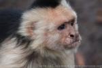 Colombian white-faced capuchin