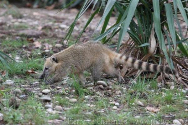 South American coati