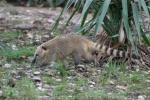 South American coati