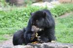 Spectacled bear