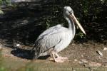 Pink-backed pelican