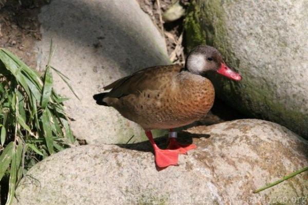 Brazilian teal