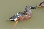 Australian shoveler