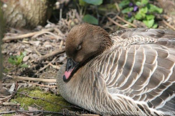 Pink-footed goose