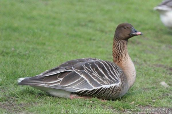 Pink-footed goose