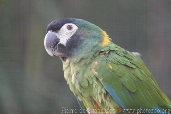 Yellow-collared macaw