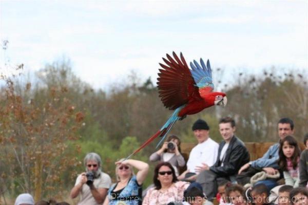 Green-winged macaw