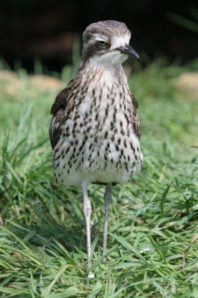 Bush thick-knee