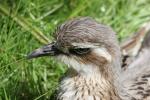 Bush thick-knee