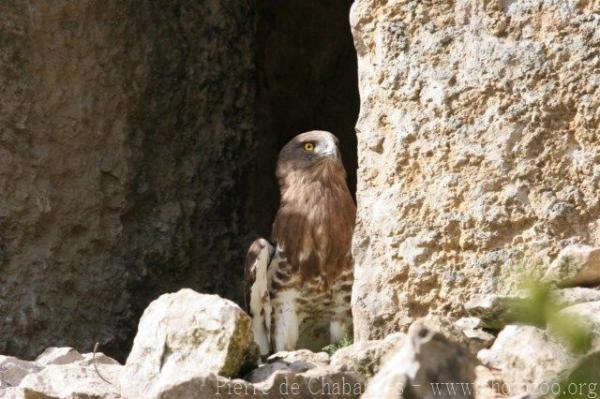 Short-toed snake-eagle *