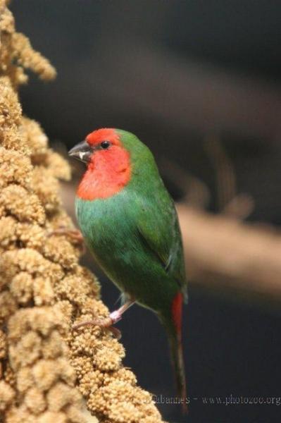 Red-throated parrotfinch