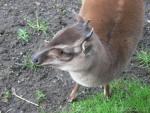 Western blue duiker