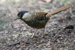 Spotted laughingthrush